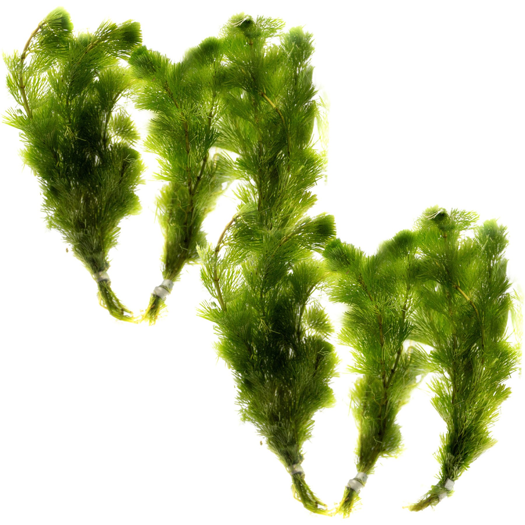 HydrOasis Cabomba Submerged Bunched Reg Freshwater Fish Plant, 6 count