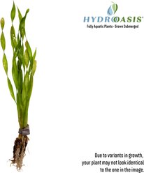 HydrOasis Corkscrew Vallisneria Submerged Bunched Reg Freshwater Fish Plant, 6 count slide 2 of 7