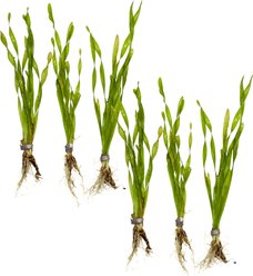 HydrOasis Corkscrew Vallisneria Submerged Bunched Reg Freshwater Fish Plant, 6 count