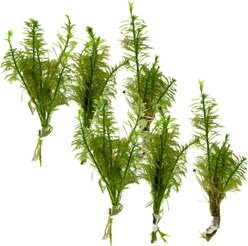 HydrOasis Filigree Myrio Submerged Bunched Reg Freshwater Fish Plant, 6 count