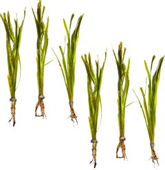 HydrOasis Italian Vallisneria Submerged Bunched Reg Freshwater Fish Plant, 6 count