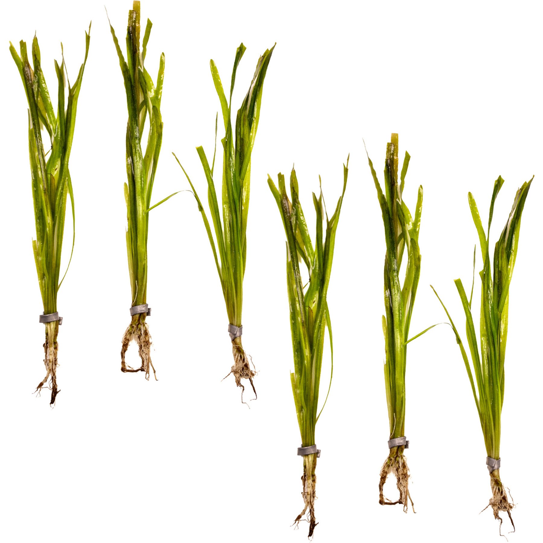 HydrOasis Italian Vallisneria Submerged Bunched Reg Freshwater Fish Plant, 6 count