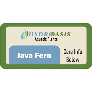HydrOasis Java Fern Submerged Potted Live Aquarium Plant, 3 count
