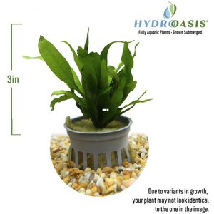 HydrOasis Java Fern Submerged Potted Live Aquarium Plant, 3 count
