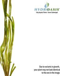HydrOasis Jungle Vallisneria Submerged Bunched Reg Freshwater Fish Plant, 6 count slide 2 of 7
