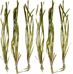 HydrOasis Jungle Vallisneria Submerged Bunched Reg Freshwater Fish Plant, 6 count