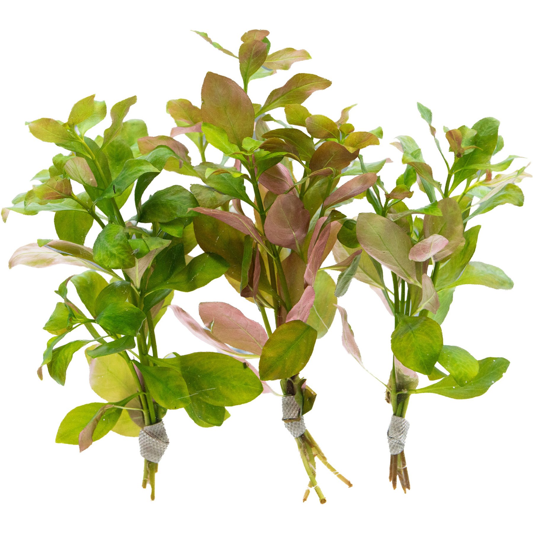 HydrOasis Ludwigia Ovalis Submerged Bunched Reg Freshwater Fish Plant, 3 count