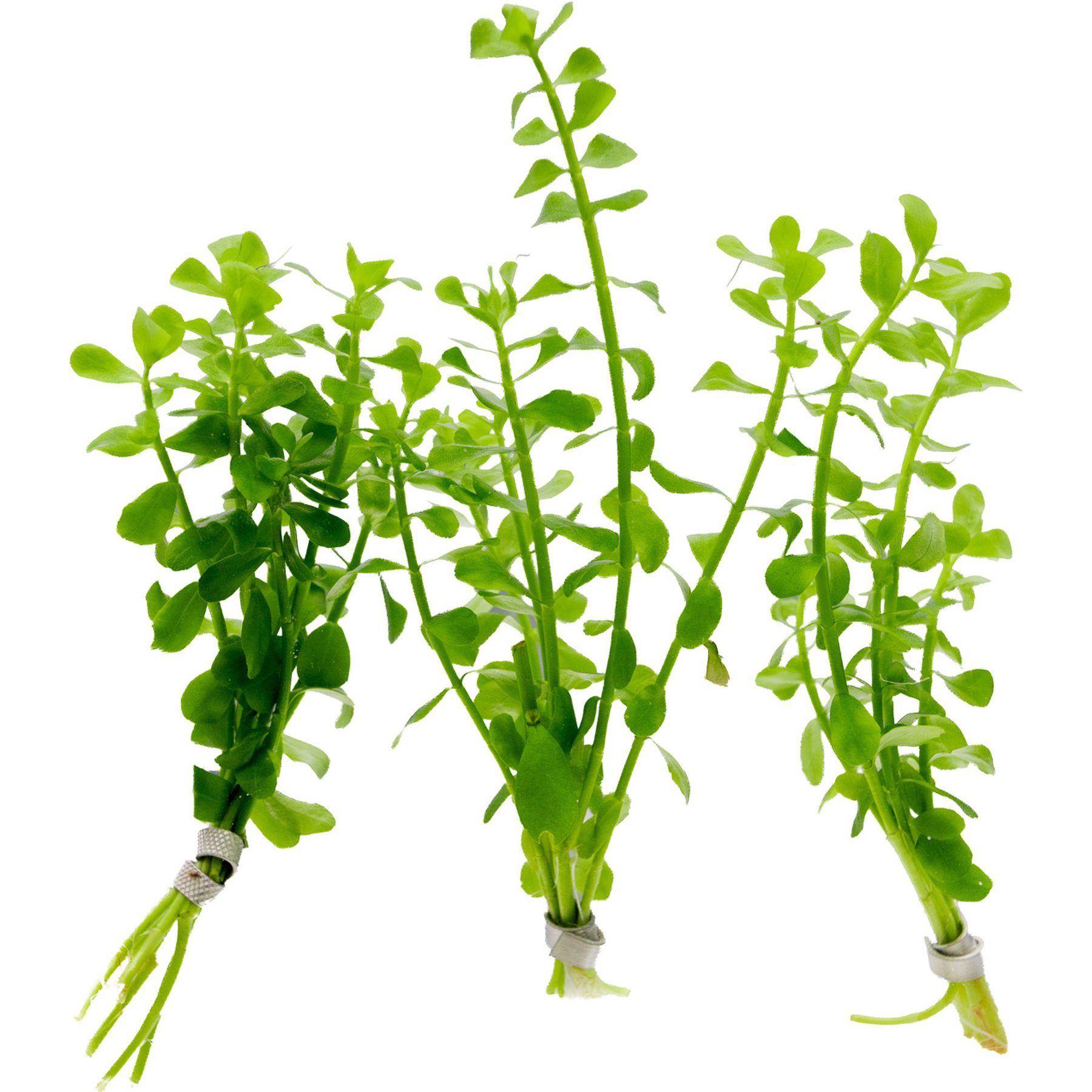 HydrOasis Moneywort Submerged Bunched Reg Freshwater Fish Plant, 3 count