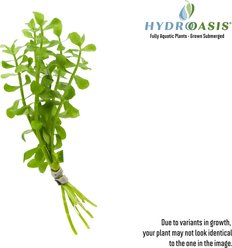 HydrOasis Moneywort Submerged Bunched Reg Freshwater Fish Plant, 6 count slide 2 of 7