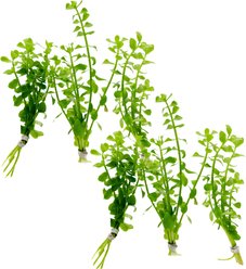 HydrOasis Moneywort Submerged Bunched Reg Freshwater Fish Plant, 6 count