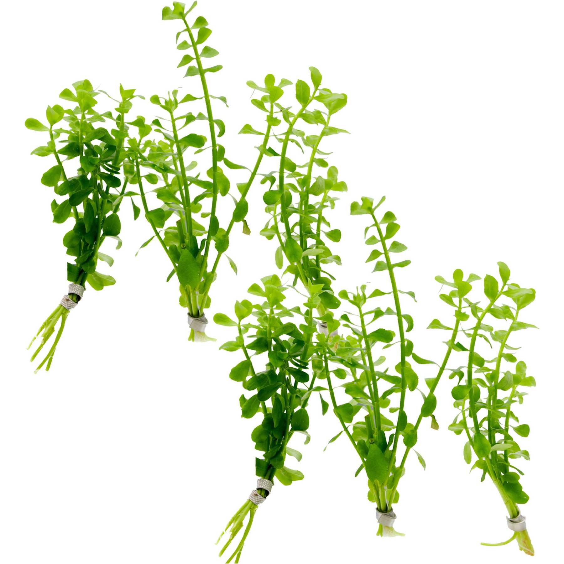 HydrOasis Moneywort Submerged Bunched Reg Freshwater Fish Plant, 6 count