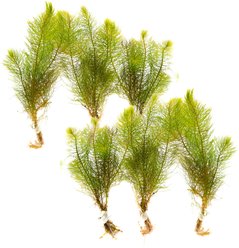 HydrOasis Red Myrio Submerged Bunched Reg Freshwater Fish Plant, 6 count