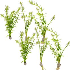HydrOasis Rotala Indica Submerged Bunched Reg Freshwater Fish Plant, 6 count