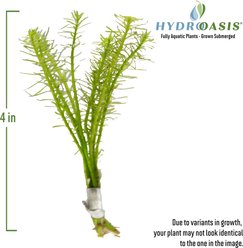 HydrOasis Rotala Nanjenshan Submerged Bunched Reg Freshwater Fish Plant, 3 count slide 2 of 7