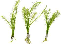 HydrOasis Rotala Nanjenshan Submerged Bunched Reg Freshwater Fish Plant, 3 count