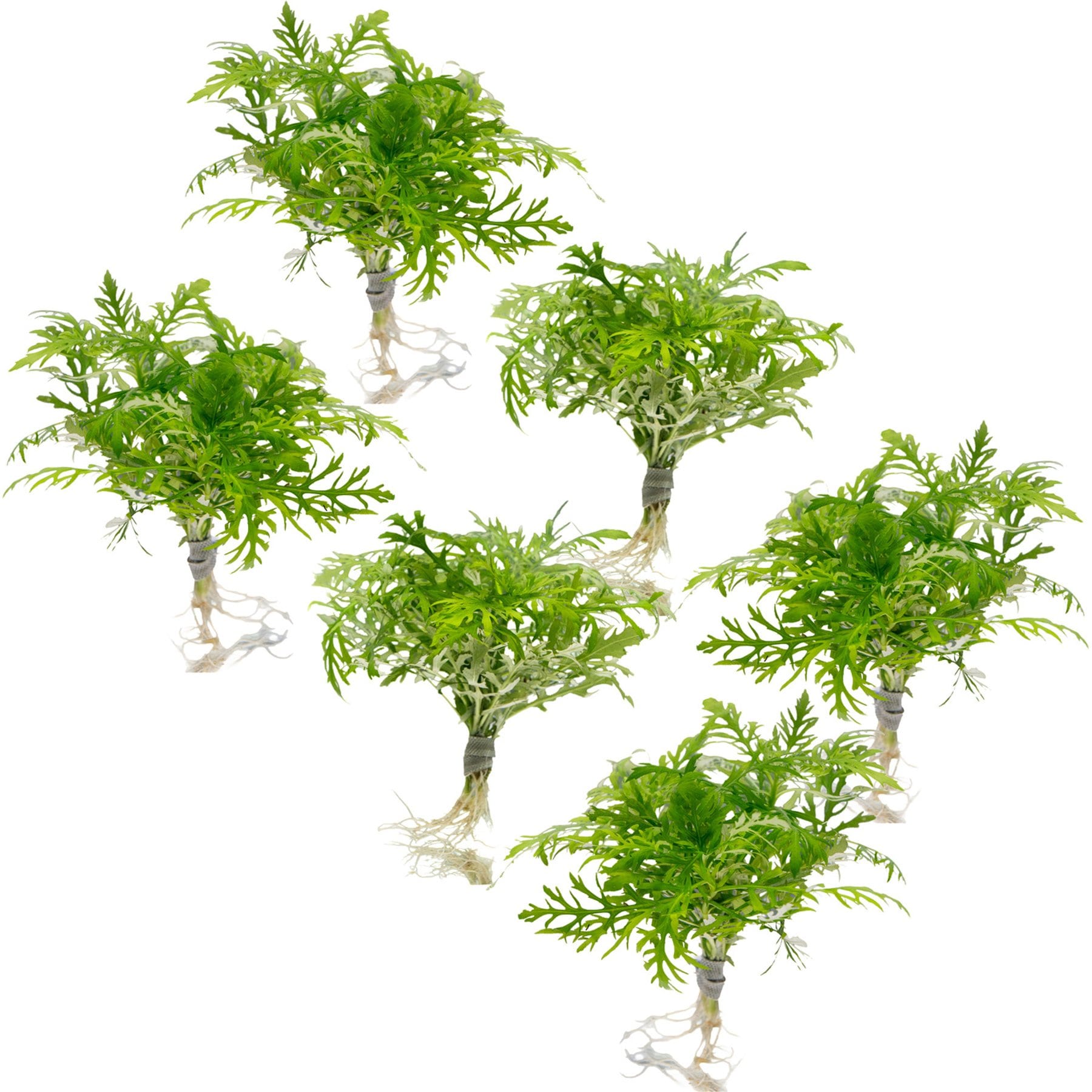 HydrOasis Wisteria Submerged Bunched Reg Freshwater Fish Plant, 6 count