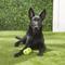 Show in main carousel: Hyper Pet 2 Pack of Balls for Dogs, Green slide 2 of 6