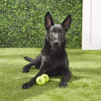 Show full view: Hyper Pet 2 Pack of Balls for Dogs, Green slide 2 of 6