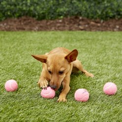Hyper Pet 4 Pack of Balls for Dogs, Pink, Mini slide 2 of 4
