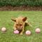 Show in main carousel: Hyper Pet 4 Pack of Balls for Dogs, Pink, Mini slide 2 of 7