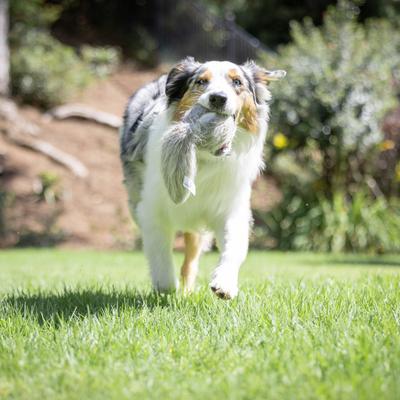 Show full view: Hyper Pet Doggie Tail Interactive Dog Toy slide 7 of 12