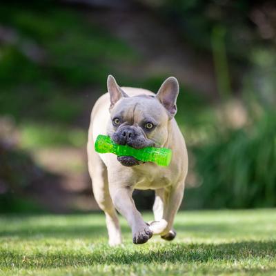 Show full view: Hyper Pet Dura-Squeaks Dog Chew Toy, Medium Stick slide 6 of 12