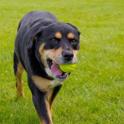 Show full view: Hyper Pet Hyper Chewz Dog Chew Toy, Ball slide 4 of 11