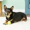 Show in main carousel: Hyper Pet Hyper Chewz Dog Chew Toy, Ball slide 8 of 11