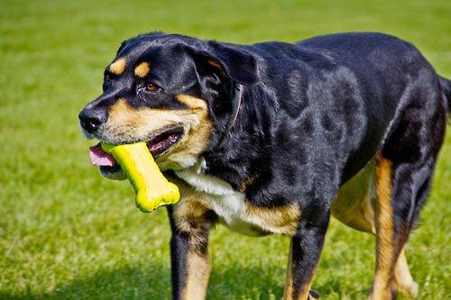 Show full view: Hyper Pet Hyper Chewz Dog Chew Toy, Bone slide 6 of 13