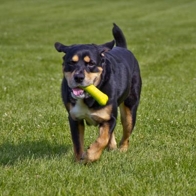 Show full view: Hyper Pet Hyper Chewz Dog Chew Toy, Bone slide 7 of 13