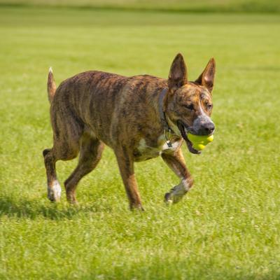 Show full view: Hyper Pet Hyper Chewz Dog Chew Toy, Bumpy Ball slide 5 of 11