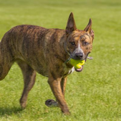 Show full view: Hyper Pet Hyper Chewz Dog Chew Toy, Bumpy Ball slide 6 of 11