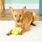 Show in main carousel: Hyper Pet Hyper Chewz Dog Chew Toy, Bumpy Ball slide 8 of 11