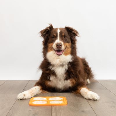 Show full view: Hyper Pet IQ Rewards Cat & Dog Slow Feeder, Orange, Large slide 8 of 10