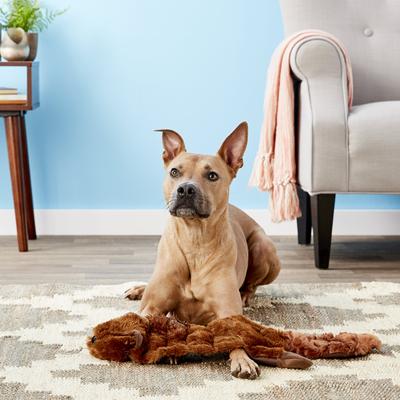 Show full view: Hyper Pet Super Squeaker Beaver Critter Skinz Dog Toy, X-Large slide 2 of 6