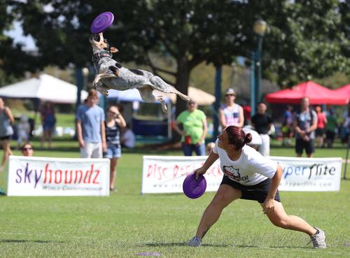 Show full view: Hyperflite K-10 HyperFlex Disc Dog Toy, Purple slide 4 of 7