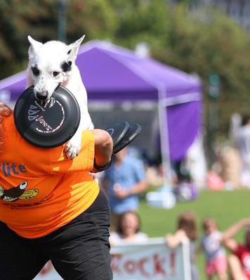 Show full view: Hyperflite K-10 Jawz Disc Dog Toy, Blueberry slide 6 of 10