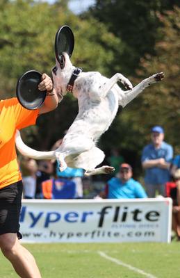 Show full view: Hyperflite K-10 Jawz Disc Dog Toy, Blueberry slide 7 of 10