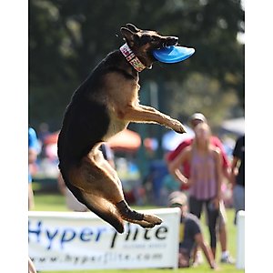 Hyperflite K-10 Jawz Disc Dog Toy, Lemon-Lime