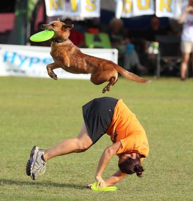 Show full view: Hyperflite K-10 Jawz Disc Dog Toy, Mango slide 5 of 10