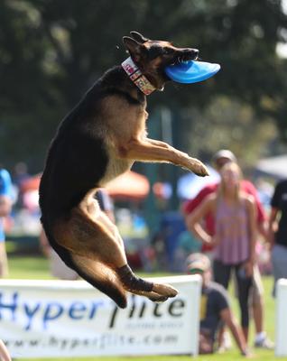 Show full view: Hyperflite K-10 Jawz Disc Dog Toy, Mango slide 8 of 10