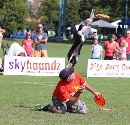 Show full view: Hyperflite K-10 X-Comp Disc Dog Toy, Orange slide 4 of 6