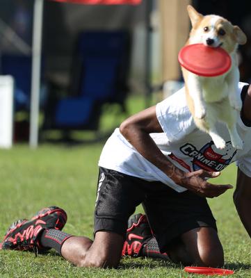 Show full view: Hyperflite Pup Jawz Disc Dog Toy, Glow-In-Dark slide 5 of 8