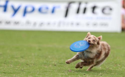 Show full view: Hyperflite Pup Jawz Disc Dog Toy, Glow-In-Dark slide 6 of 8