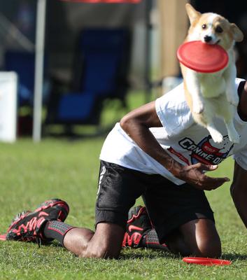 Show full view: Hyperflite Pup Jawz Disc Dog Toy, Mango slide 4 of 7