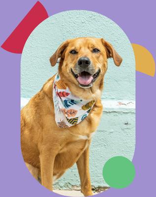 Show full view: I and Love and You Free Range Braided 6-in Bully Stix Dog Treats, 3 count slide 9 of 10