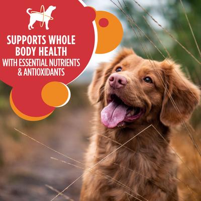 Iams Minichunks High-Protein with Real Lamb Adult Dry Dog Food