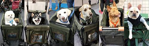 Show full view: Ibiyaya Gentle Giant Dog & Cat Wagon Stroller slide 6 of 9