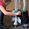 Show in main carousel: Ice Horse Suspensory Horse Wrap, 2 count slide 4 of 7
