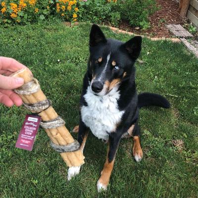 Show full view: Icelandic+ Beef Collagen with Wrapped Fish 8-in Dental Chew Dog Treat slide 4 of 7